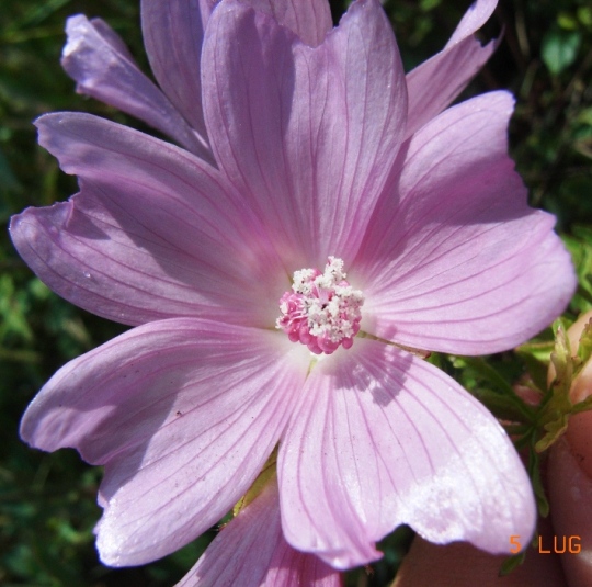 Malva moschata / Malva moscata